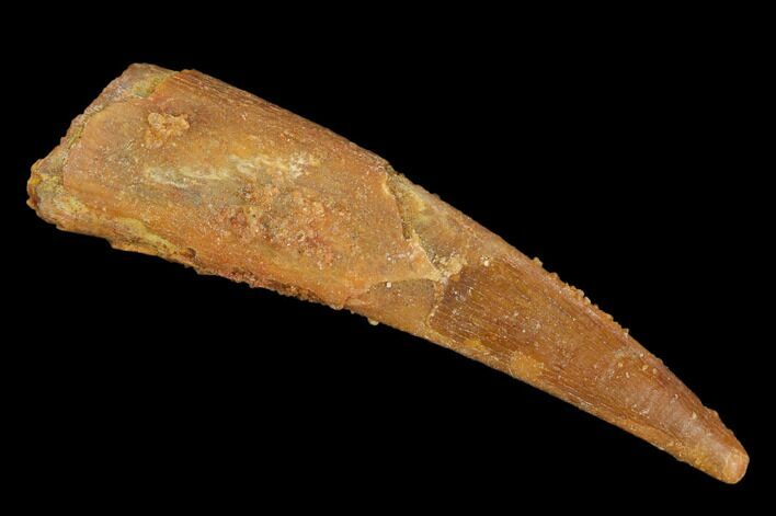 Fossil Pterosaur (Siroccopteryx) Tooth - Morocco #127689